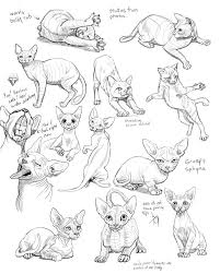 Schoolism Gesture Drawing Week 5 Chalk Full Of Dreams Simple Cat Drawing Cat Drawing Animal Drawings