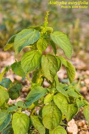 Image result for Acalypha ornata