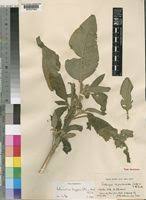 Image result for Bothriocline longipes