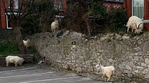 Woman cited after loose dogs kill goat in smithville. Coronavirus Goats Take Over Empty Streets Of Seaside Town Bbc News