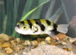 Amazon Puffer South American Puffer Fish Bee Puffer