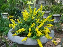 Image result for Genista