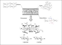 Pretreatment is an essential component of biomass conversion process, affecting a majority of downstream processes, including enzymatic hydrolysis, fermentation, and final product separation. Irradiation Pretreatment Of Tropical Biomass And Biofiber For Biofuel Production Intechopen