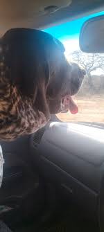 My pointer got bitten/nick by a puffie today