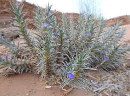 Image result for Blepharis