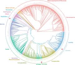 Image result for Hydrostachys insignis
