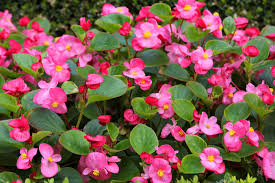 Image result for begonia semperflorens
