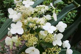 Image result for Tephrosia paniculata