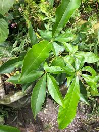 Image result for Casimiroa