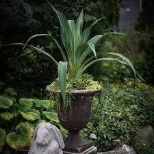 Image result for Beschorneria yuccoides