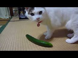 Cats Scared Of Cucumbers Cats Vs Cucumbers Funny Cats Youtube Cats Vs Cucumbers Cats Scared Of Cucumbers Scared Cat