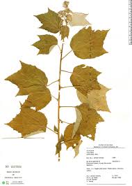 Image result for Triumfetta