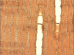 Image result for Platysepalum