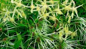 Image result for Clematis commutata