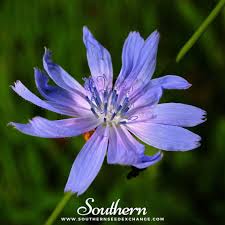 Image result for Cichorium intybus