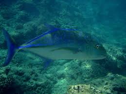 Hawaii hanauma bay cloth face mask | zazzle.com. Bluefin Trevally Underwater Hanauma Bay Oahu Hawaii Underwater Hawaii Vacation Oahu Hanauma Bay Underwater Fish