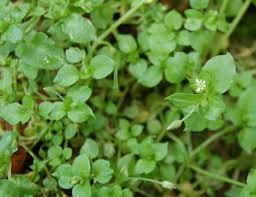 However sometimes they do find their way inside homes. How To Get Rid Of Grass Woodlice In The Garden Centipede Grass How To Get Rid Of Gardening