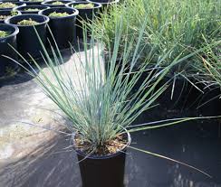 Image result for Festuca chodatiana