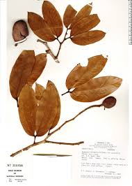 Image result for Hymenaea