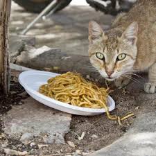 Mine eats cooked fish, but try different things. Can Cats Eat Pasta