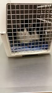 Clínica veterinaria animal center, san josé. Animal Hospital Park Plaza Animal Clinic Reviews And Photos