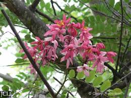 Image result for Cassia javanica