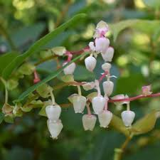 Image result for Salacia orientalis