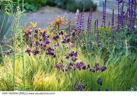 Pin Von Taina Auf No 11 Pflanzen Garten Wiese