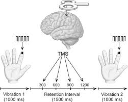 Regionally specific regulation of sensorimotor network connectivity following tactile improvement Transient Storage Of A Tactile Memory Trace In Primary Somatosensory Cortex Journal Of Neuroscience