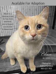 Blaze is a sweet, young, outgoing kitten. He gets along with other cats and  will add playful entertainment to any home! Appointments to meet him will  be scheduled for those who apply