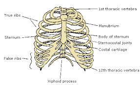 Physiology Bones In The Human Body
