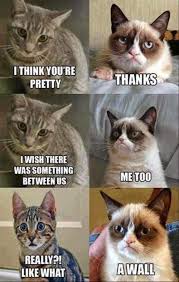 Let's check out the top 50 cat memes to find the answer! Funny Grumpy Cat Memes 2323797 Hd Wallpaper Backgrounds Download
