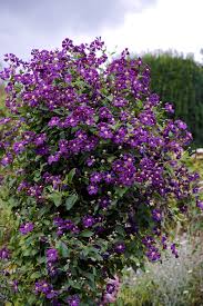 The viticella group of clematis has to be regarded as amongst the best of climbing plants. Category Clematis Etoile Violette Wikimedia Commons