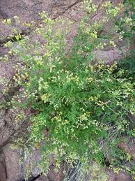 Image result for Eschenbachia stricta