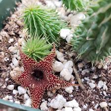 Image result for Huernia leachii