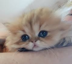 Cristapez1000 grand rapids, mn 49501. Persian Kittens For Sale Eigenauers Persians Home Facebook