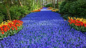 We did not find results for: Keukenhof Flower Exhibit Netherlands Most Spectacular Flower Garden Goes Virtual