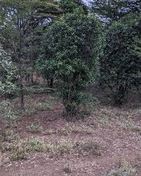 Image result for Warburgia ugandensis