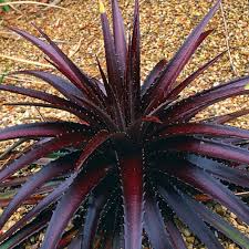 Image result for Dyckia