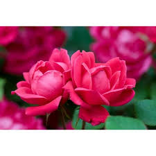 Red flowers such as hibiscus, mums, and azaleas make a landscape or garden bed seem larger by drawing attention. Knock Out Rose 1 Gal Red The Double Knock Out Rose Bush With Red Flowers 71371 The Home Depot