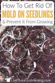 So i could either become a potato farmer or finally try this old wive's tale that i've heard so much about. Mold On Seedlings How To Prevent Mold Growth In Your Seed Trays