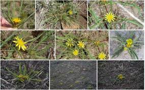 Image result for Geigeria