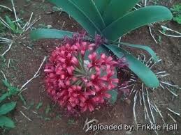 Image result for Ammocharis