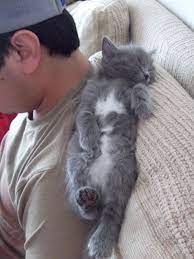 If Her Feet Were White She Would Look Just Like Lulu Grey Kitten Grey Cats Crazy Cats