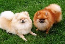 A pair of pomeranians are called a puff, a group of three and above is called a tuft. Pomeranian Dog Breed Information And Pictures