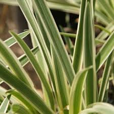 Image result for Agapanthus codii