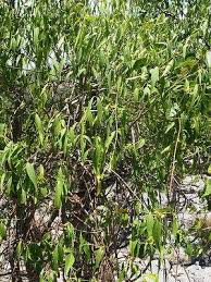Image result for Secamone filiformis