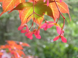Check spelling or type a new query. Baumschule Eggert Blutenstraucher Baumschulen Heckenpflanzen Roter Facherblattahorn Acer Palmatum Atropurpureum Online Kaufen