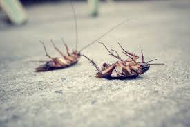 Maybe you would like to learn more about one of these? Comment Se Debarrasser Des Cafards De Facon Efficace