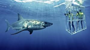 Ein weißer hai wird bis zu sieben metern groß. Auge In Auge Mit Dem Weissen Hai Tierwelt
